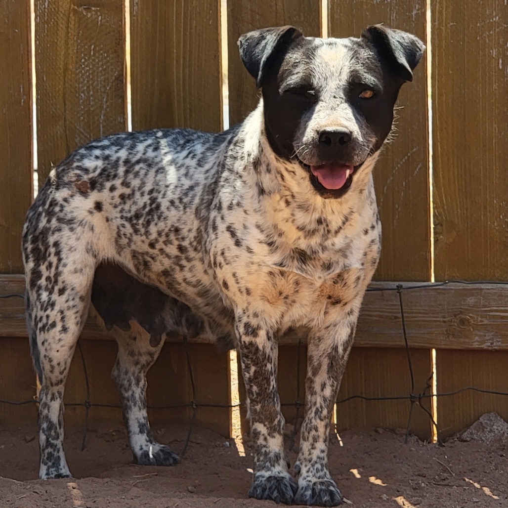 Faye, an adoptable Mixed Breed in Moab, UT, 84532 | Photo Image 3