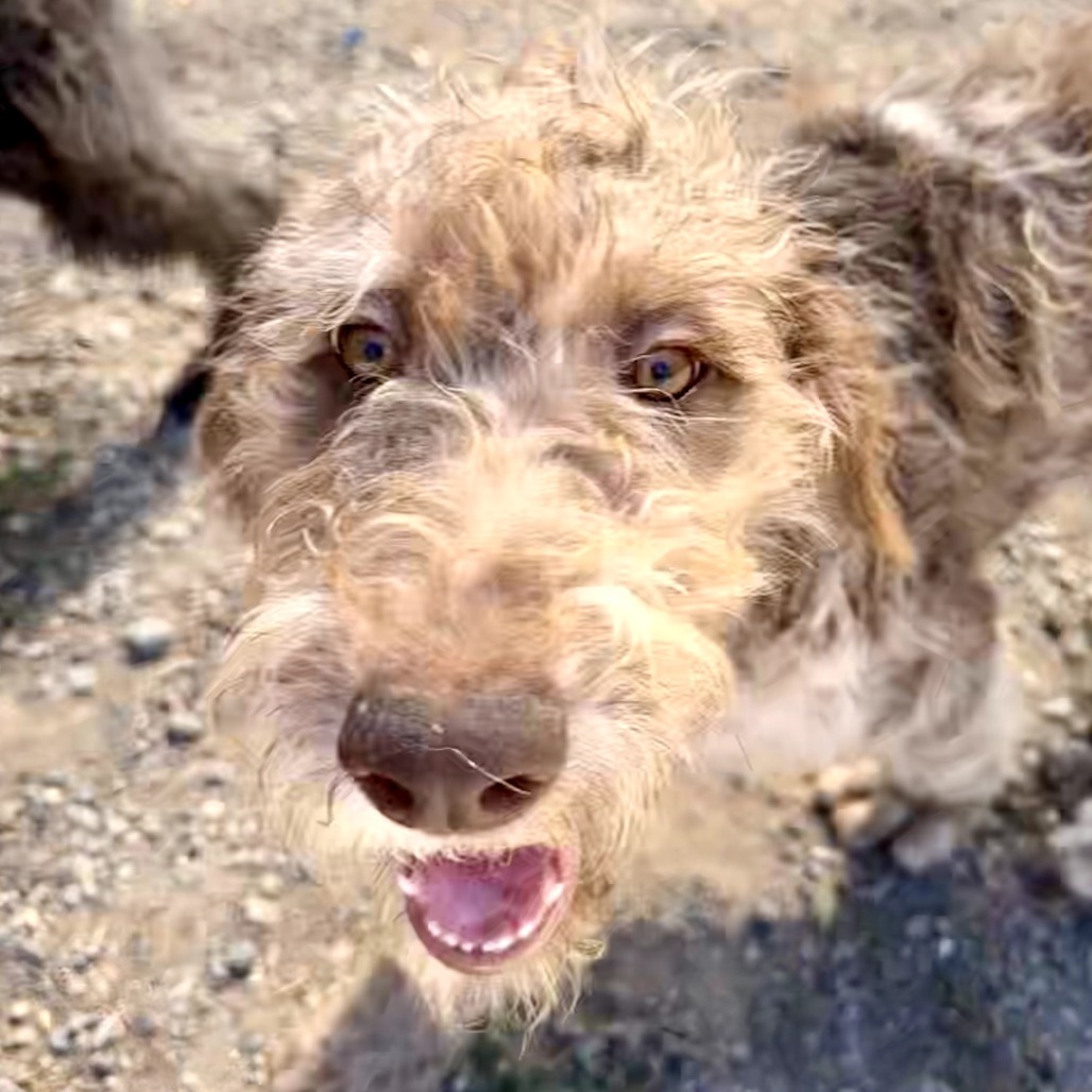 Adopt Barnaby