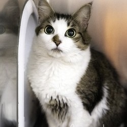 Minnie, Adult Female unknown