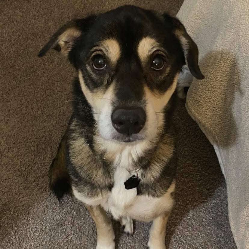 Beanie Baby