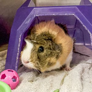 Bailey, Adult Female unknown