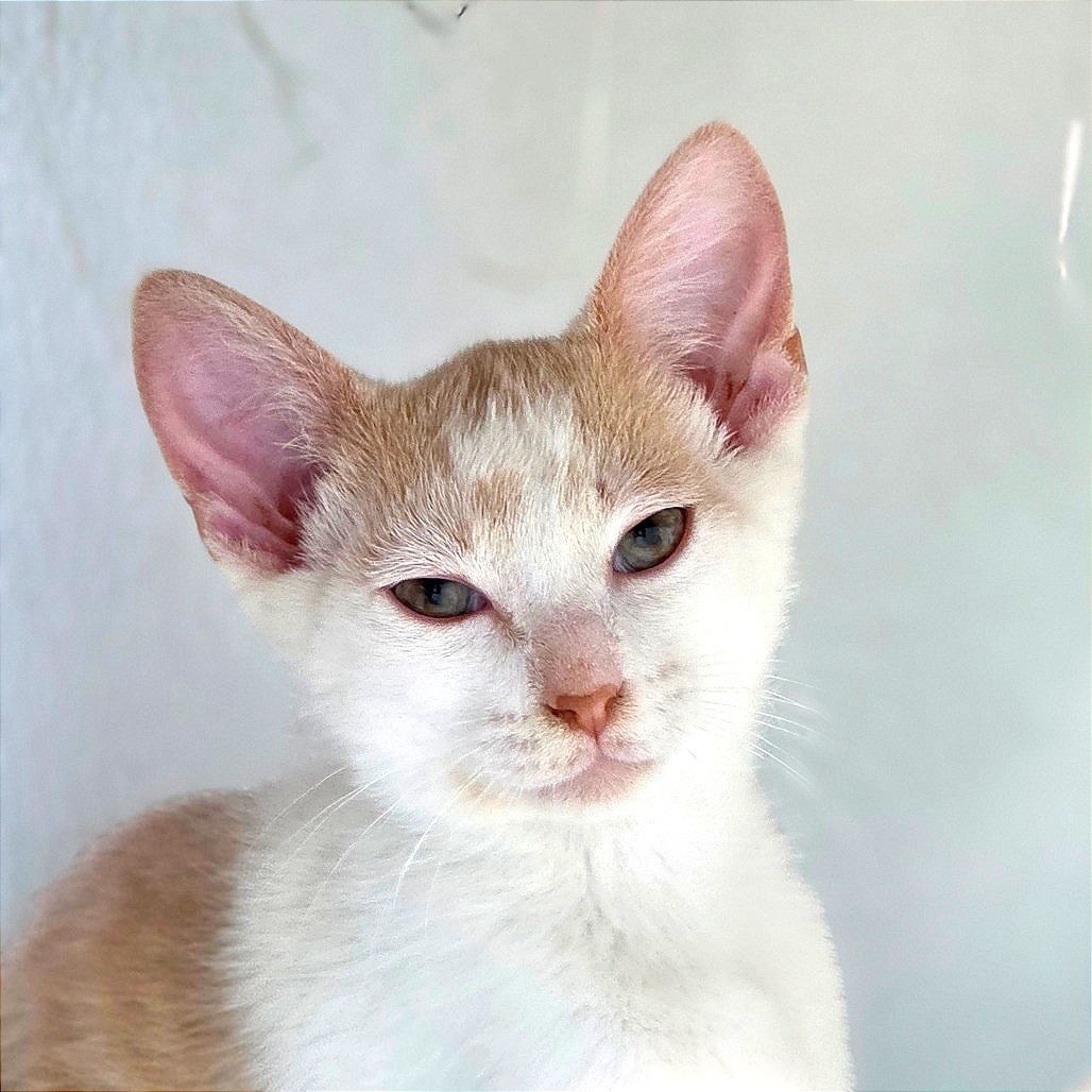 Rufus, an adoptable Domestic Short Hair in Mount Shasta, CA, 96067 | Photo Image 1