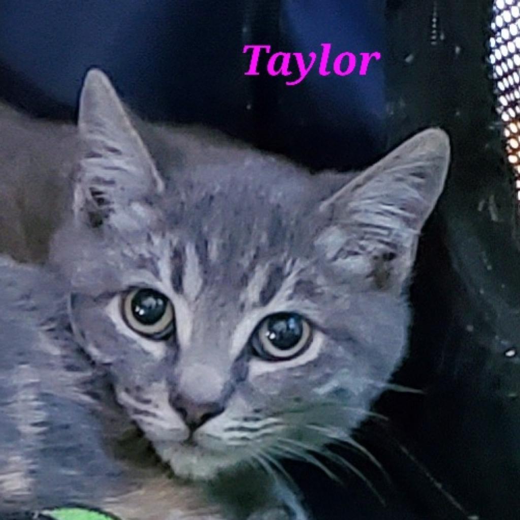 Taylor