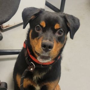 Axel