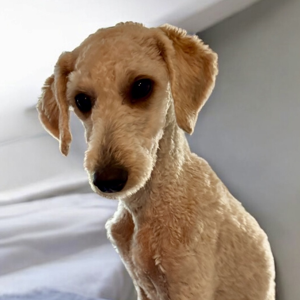 Liza, an adoptable Miniature Poodle, Havanese in Ennis, TX, 75119 | Photo Image 2