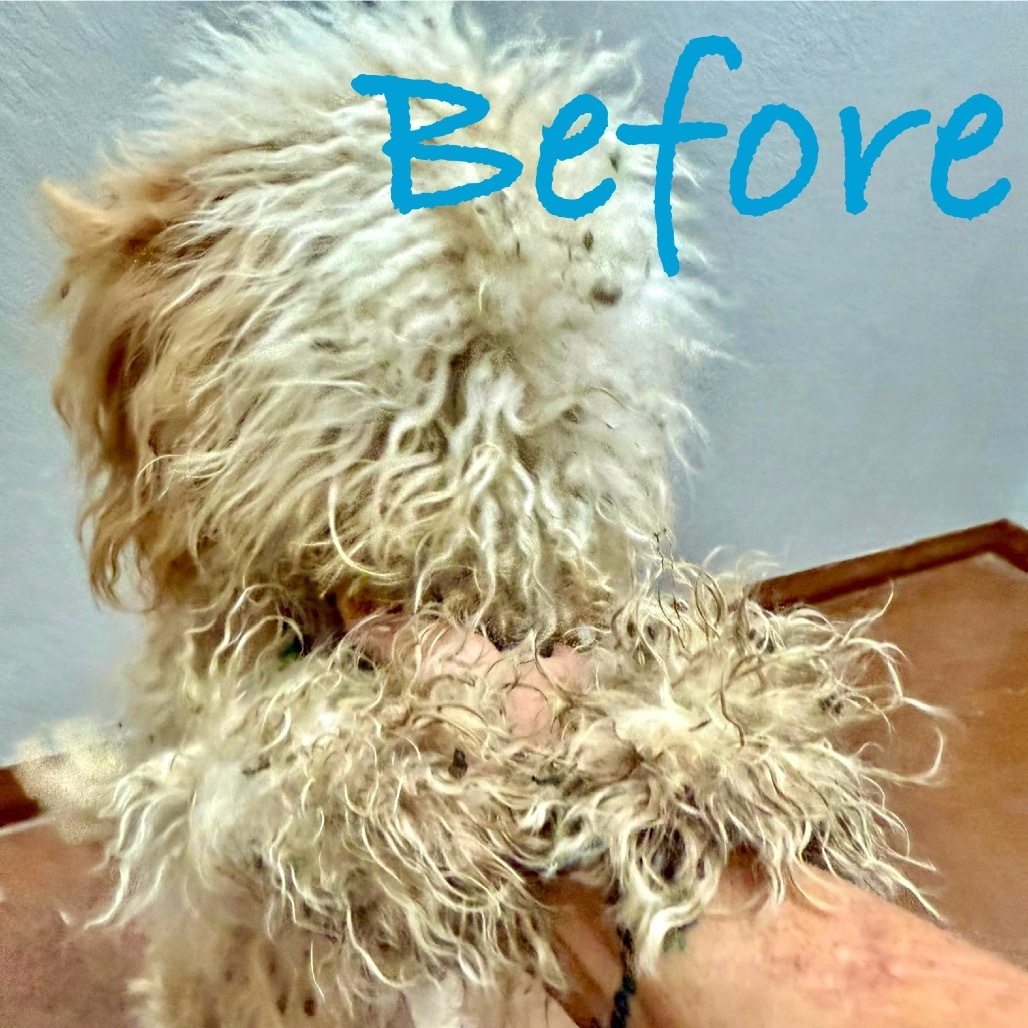 Liza, an adoptable Miniature Poodle, Havanese in Ennis, TX, 75119 | Photo Image 7