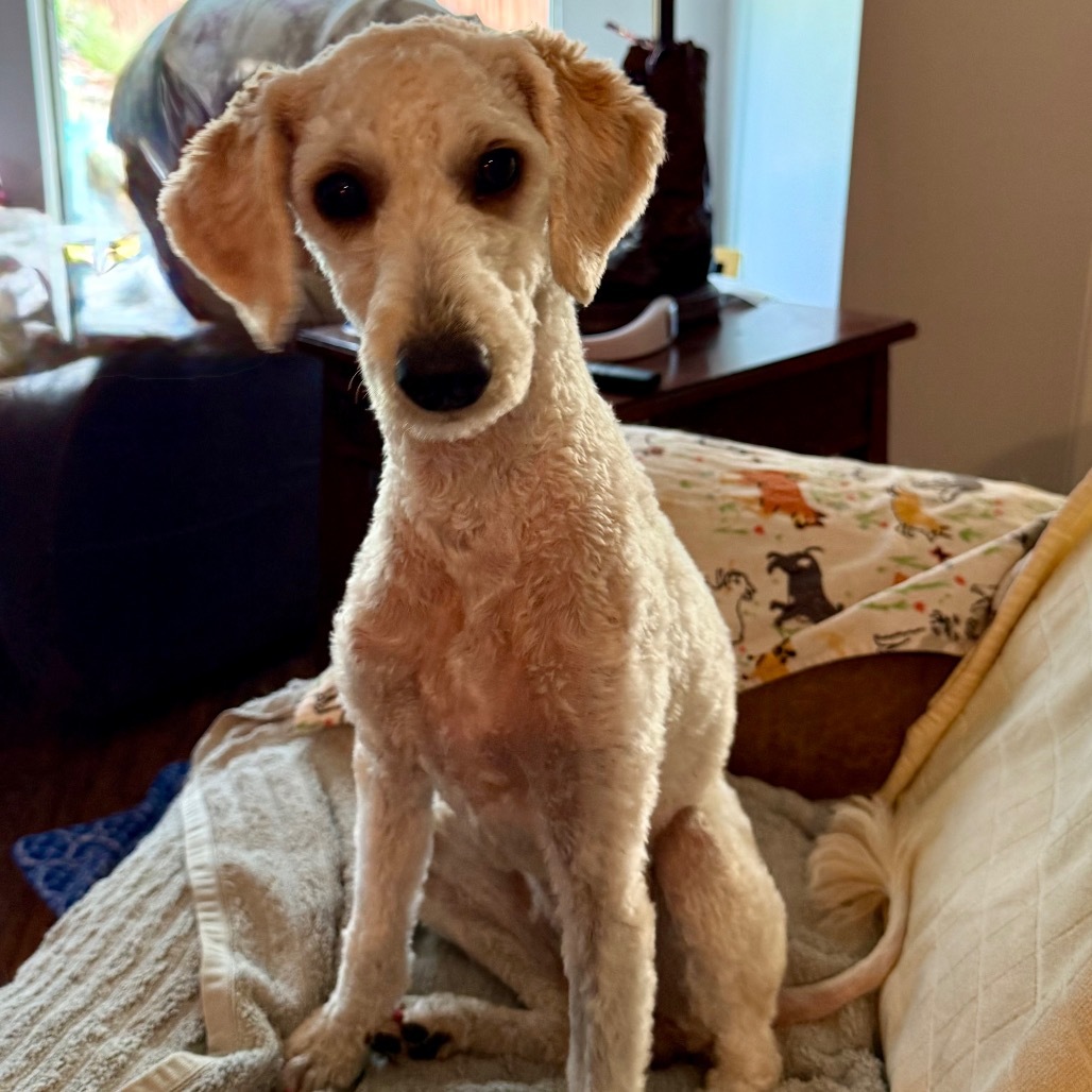 Liza, an adoptable Miniature Poodle, Havanese in Ennis, TX, 75119 | Photo Image 8
