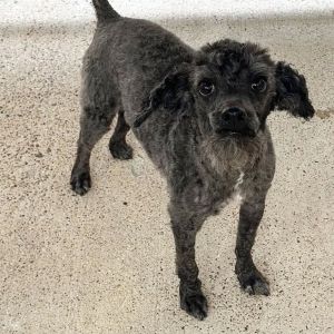 Spice - adoption pending