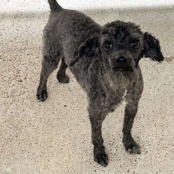 Spice - adoption pending