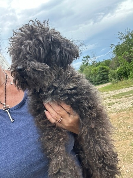 Spice - adoption pending 2