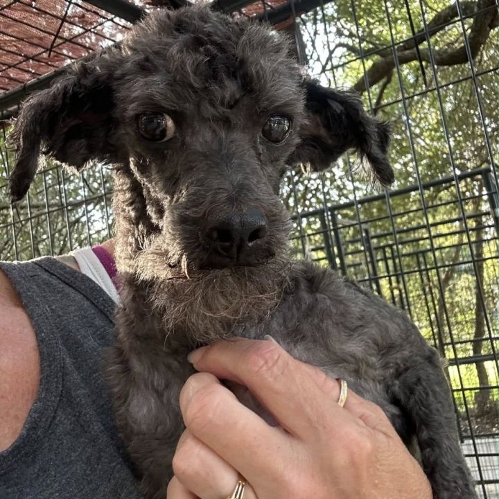 Spice - adoption pending 3