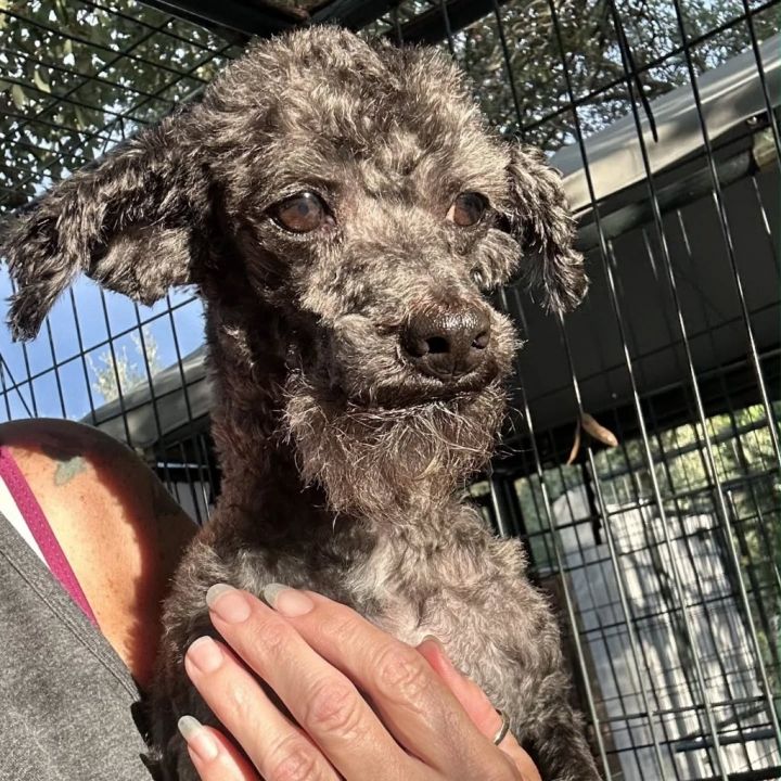 Spice - adoption pending 4