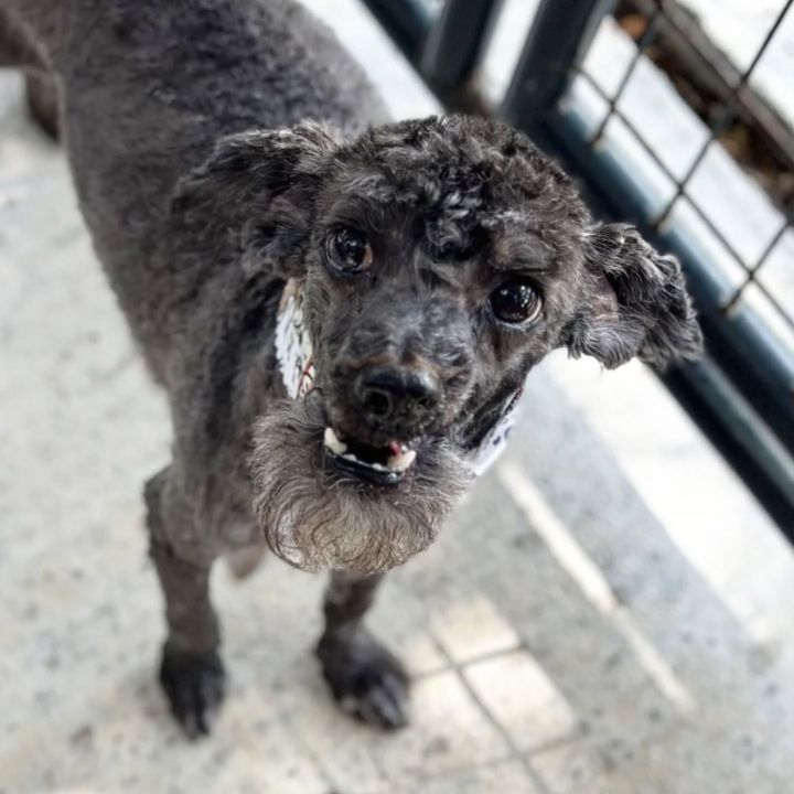 Spice - adoption pending 6