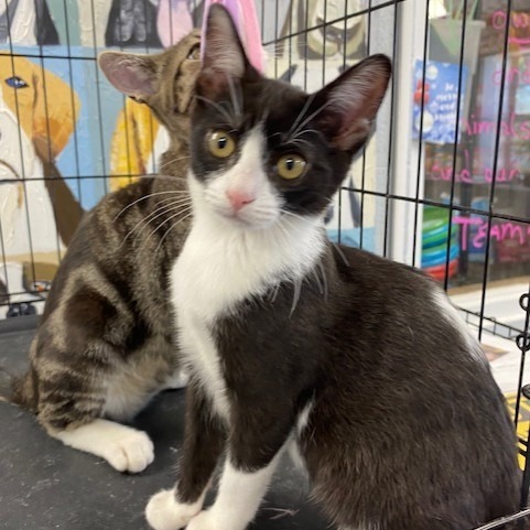 Nancy, an adoptable Domestic Short Hair in Duncan, OK, 73533 | Photo Image 1