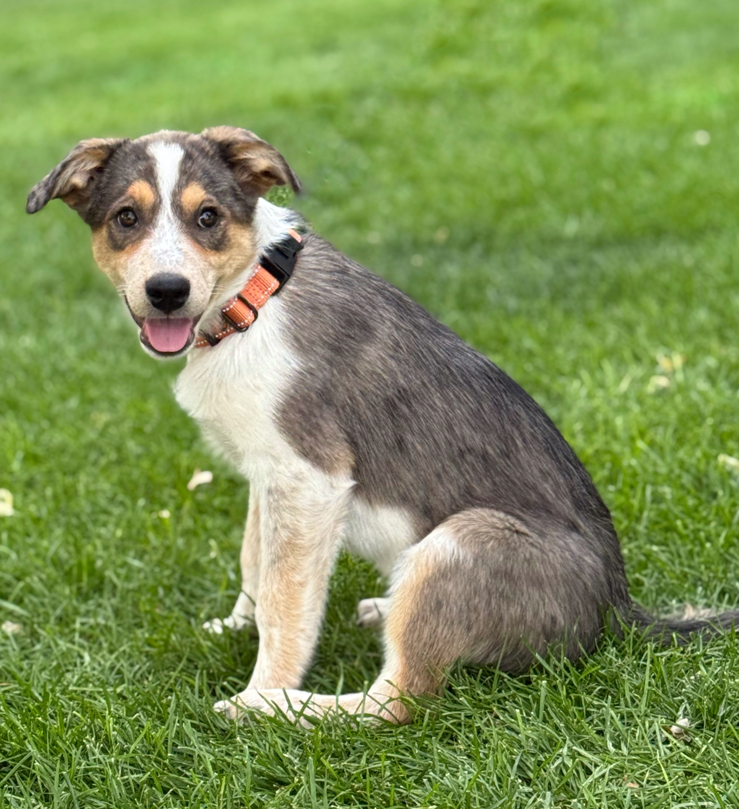 Maxine, an adoptable Australian Cattle Dog / Blue Heeler in Twin Falls, ID, 83301 | Photo Image 3