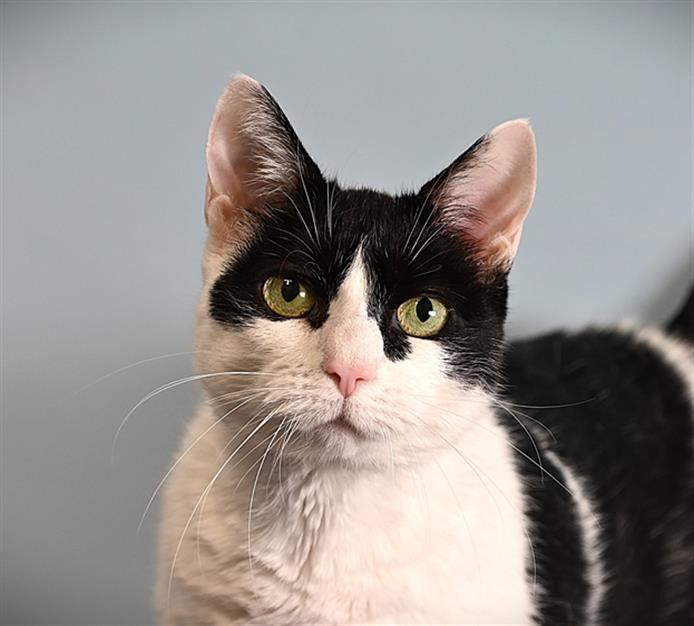 BELLA, an adoptable Domestic Short Hair in Loveland, CO, 80538 | Photo Image 1