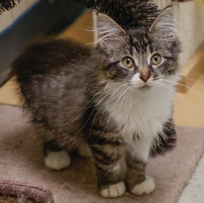 Potter (bonded with Chaz)