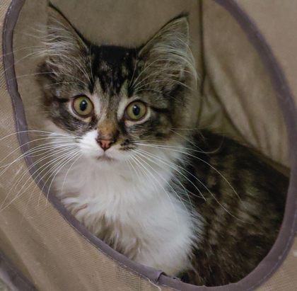 Potter (bonded with Chaz)