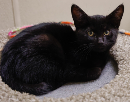 Chaz (bonded with Potter)