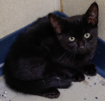 Chaz (bonded with Potter)