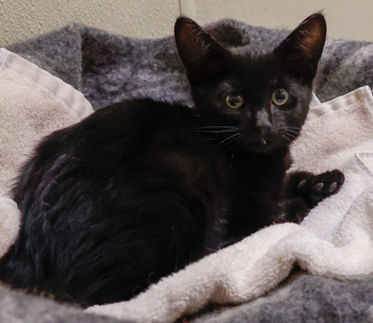 Chaz (bonded with Potter)