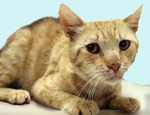 788844, Adult Male unknown