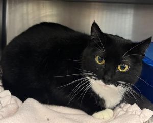 KITTIE KAT, Adult Female unknown