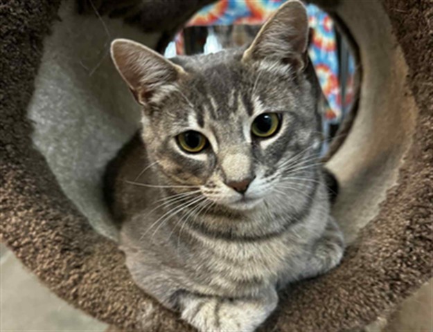 PEARL, an adoptable Domestic Short Hair in McKinleyville, CA, 95519 | Photo Image 1