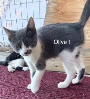 Olive