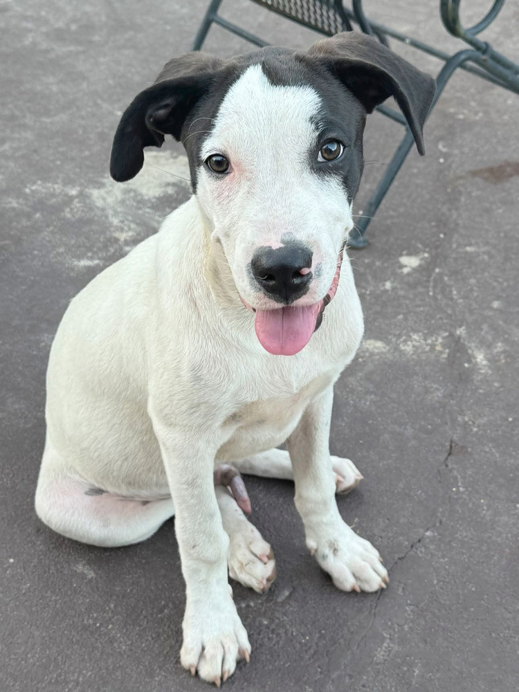 Petey