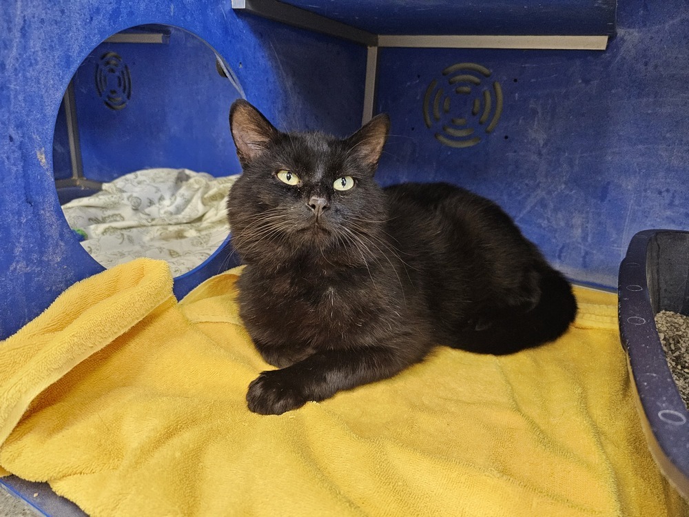 Lentil