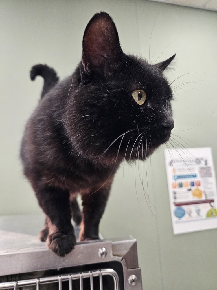 Lentil