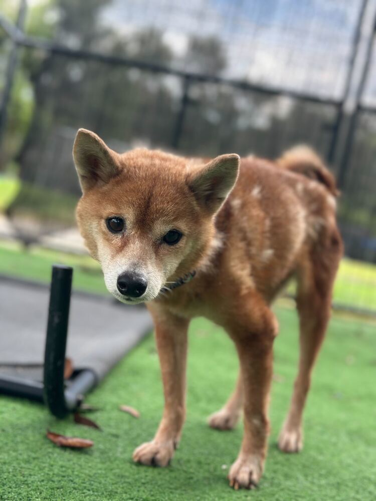 Asha