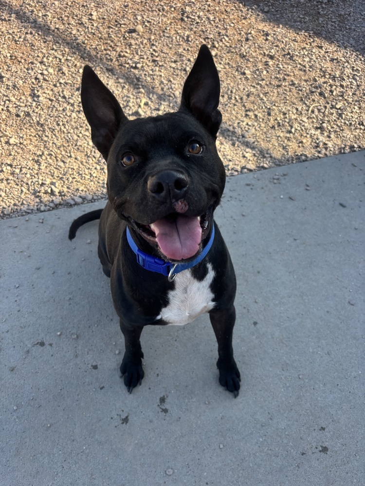 Deebo, an adoptable Mixed Breed in Rapid City, SD, 57702 | Photo Image 1