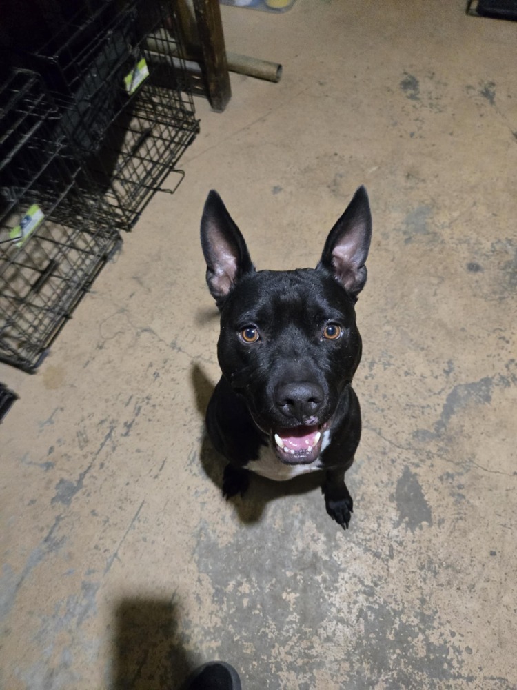 Deebo, an adoptable Mixed Breed in Rapid City, SD, 57702 | Photo Image 2