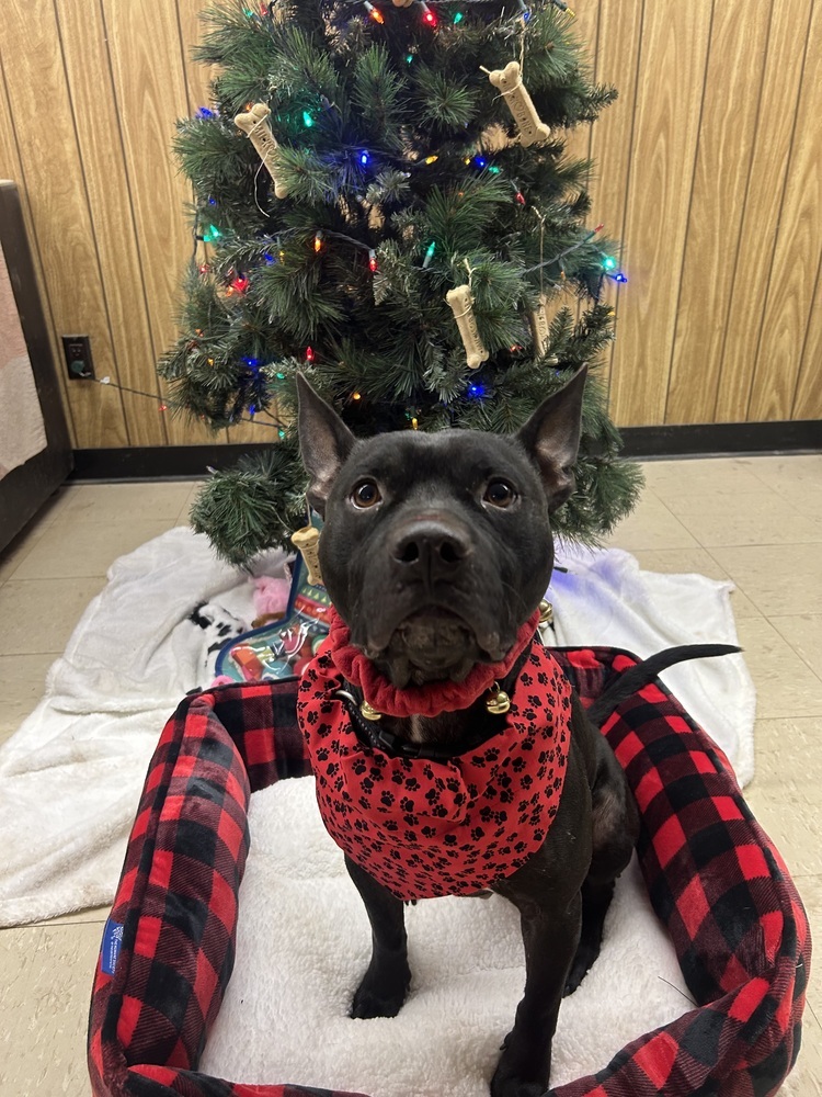 Deebo, an adoptable Mixed Breed in Rapid City, SD, 57702 | Photo Image 3