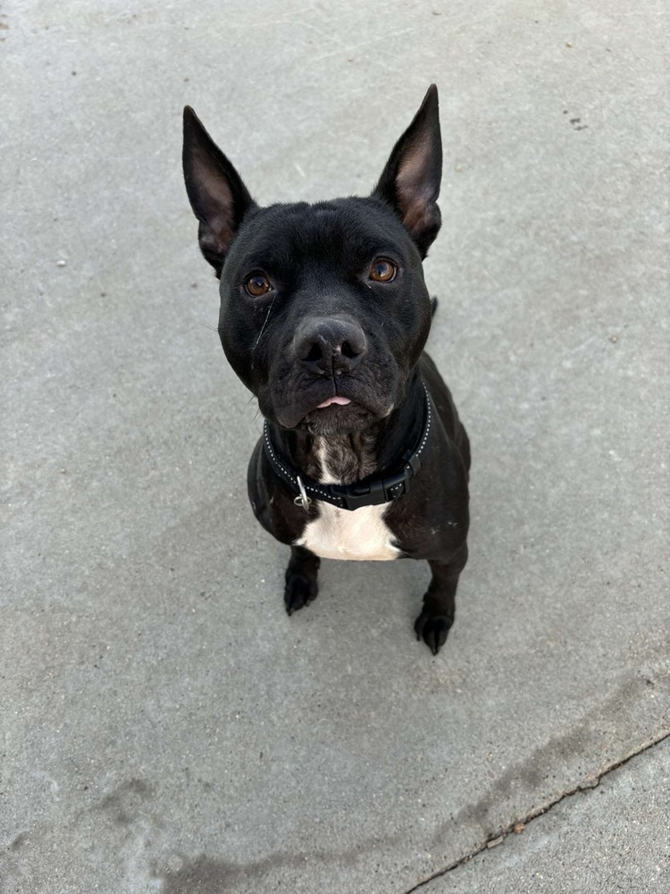 Deebo, an adoptable Mixed Breed in Rapid City, SD, 57702 | Photo Image 4