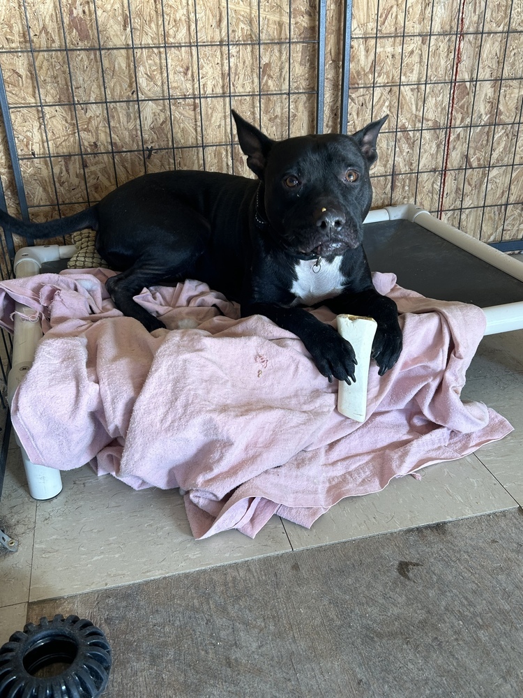 Deebo, an adoptable Mixed Breed in Rapid City, SD, 57702 | Photo Image 5