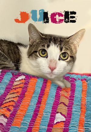 Juice, Adult Female unknown