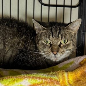 Beenie, Adult Female unknown