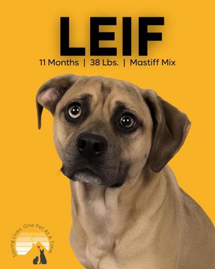 Leif, an adoptable Mastiff, Mixed Breed in Caldwell, ID, 83607 | Photo Image 1