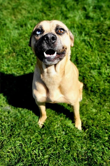 Leif, an adoptable Mastiff, Mixed Breed in Caldwell, ID, 83607 | Photo Image 2