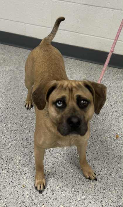 Leif, an adoptable Mastiff, Mixed Breed in Caldwell, ID, 83607 | Photo Image 3