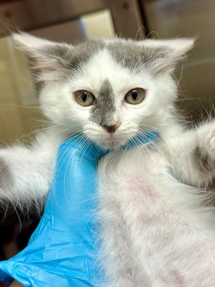 Snowball