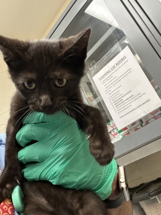 Call -cash-meow thumbnail 2