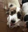Mylo photo 3