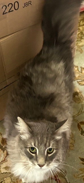 Harley - He Will Ride Into Your Heart, Adult Male unknown