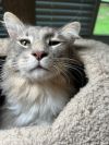 Harley - He Will Ride Into Your Heart photo 3