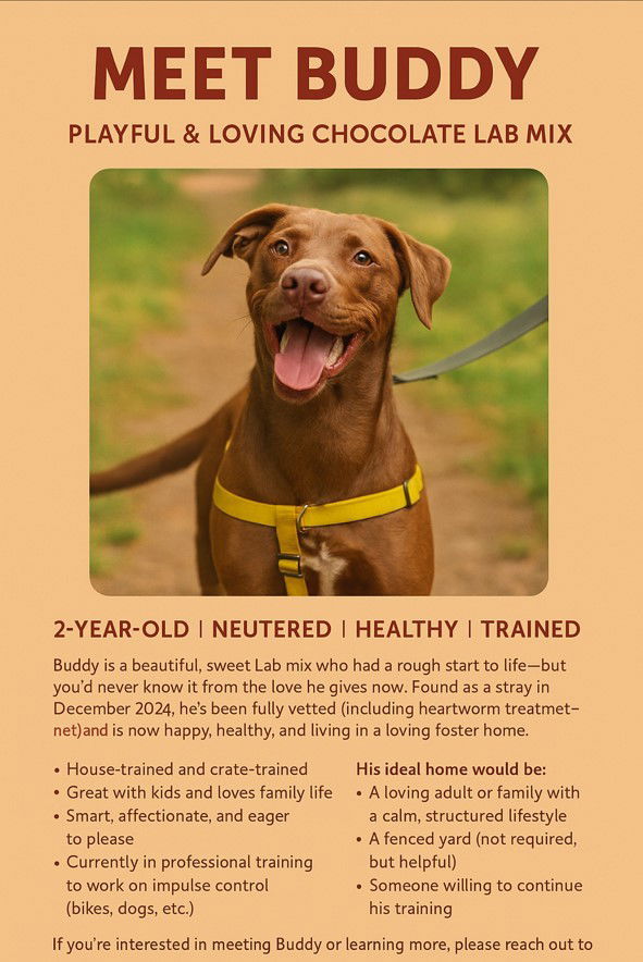 Buddy Boy  Choc. thumbnail 2