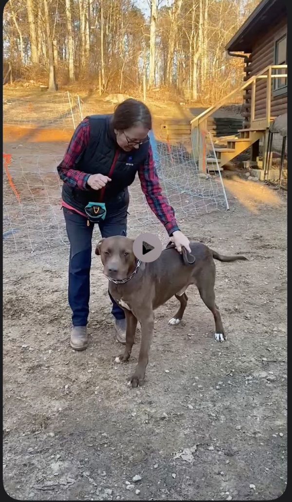 Buddy Boy  Choc. thumbnail 3